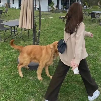 美丽的凯特